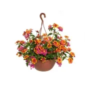 Lantana Passion Fruit Natural Cuia 21