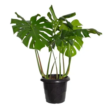 Monstera-Deliciosa-Costela-de-Adao-Pote-30.webp