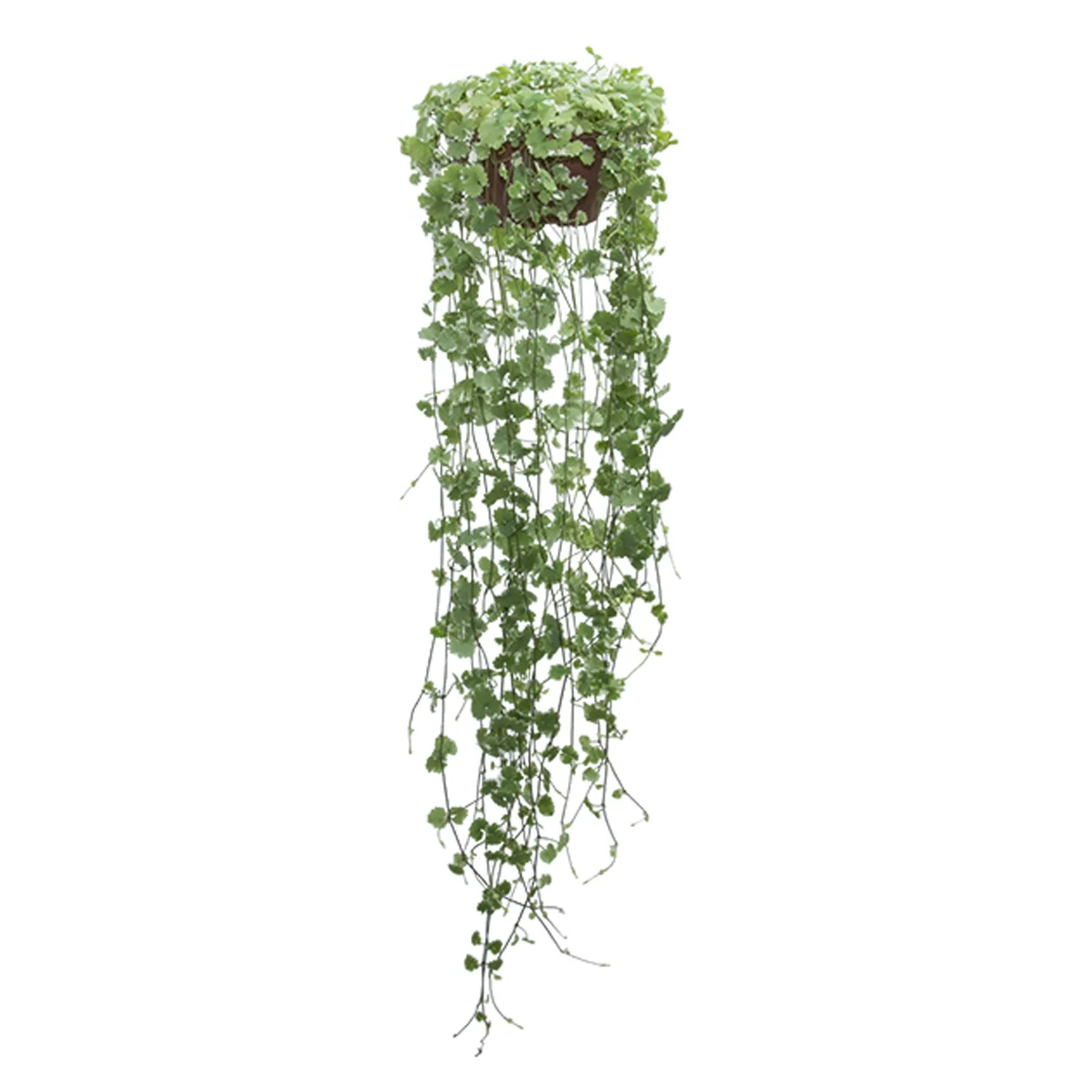 Nepeta-Variegato-Planta-Natural-Cuia-21.webp