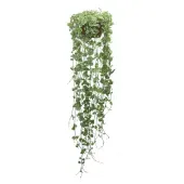 Nepeta Variegato Planta Natural Cuia 21