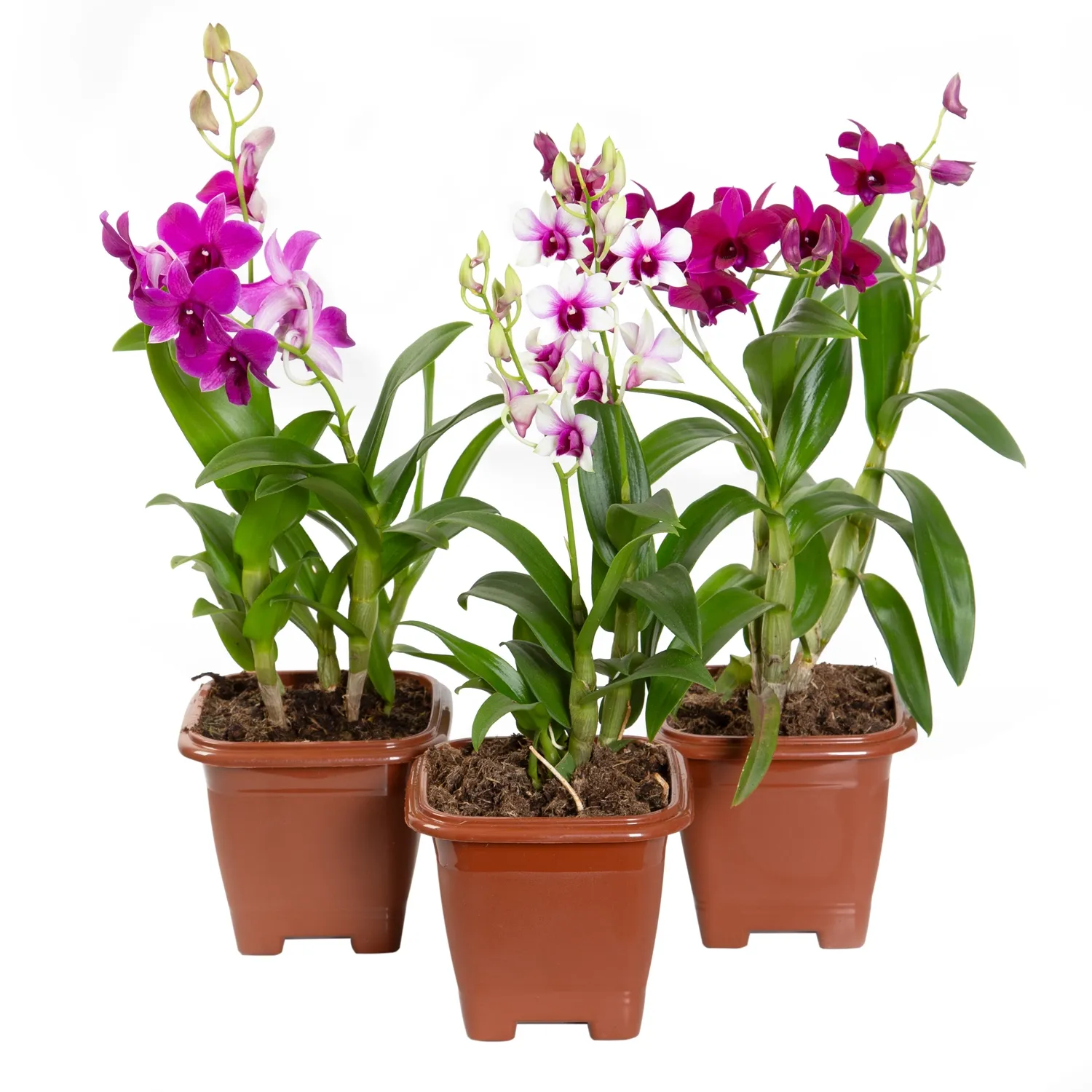 Orquidea-Denphalaen-Mini-Pote-12-Quadrado.webp