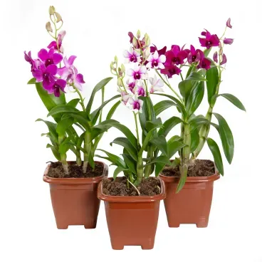 Orquidea-Denphalaen-Mini-Pote-12-Quadrado.webp