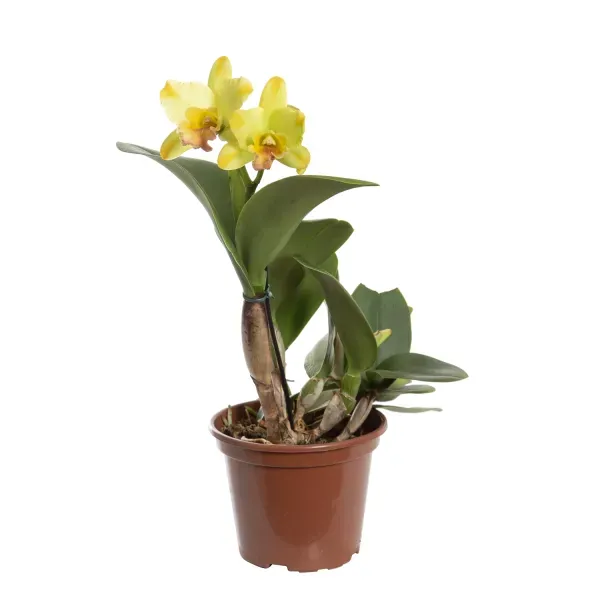 Orquídea Cattleya 2 Flores Pote 15 Único