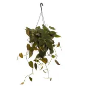 Philodendron Micans Pendente Cuia 21