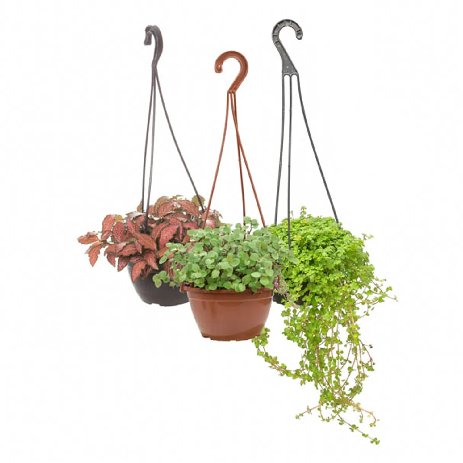 Planta-Ornamental-Variada-Cuia-13.webp