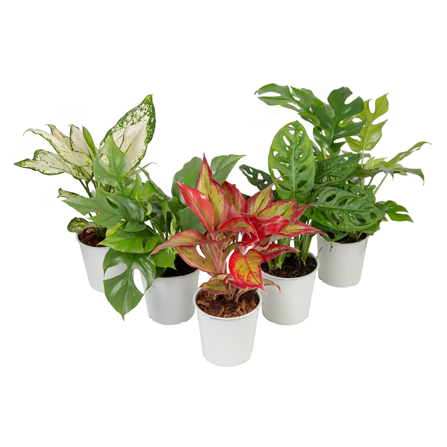 Planta-Ornamental-Variada-Pote-12.webp