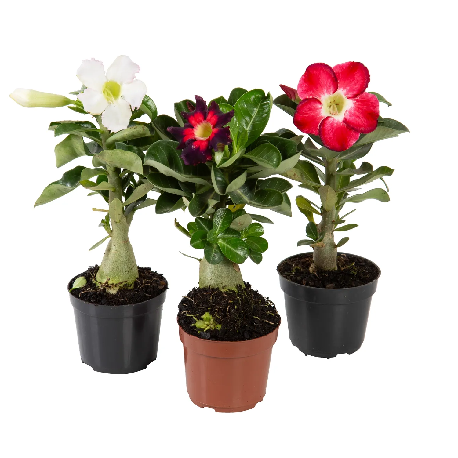 Rosa-do-Deserto-com-Flor-Pote-09.webp