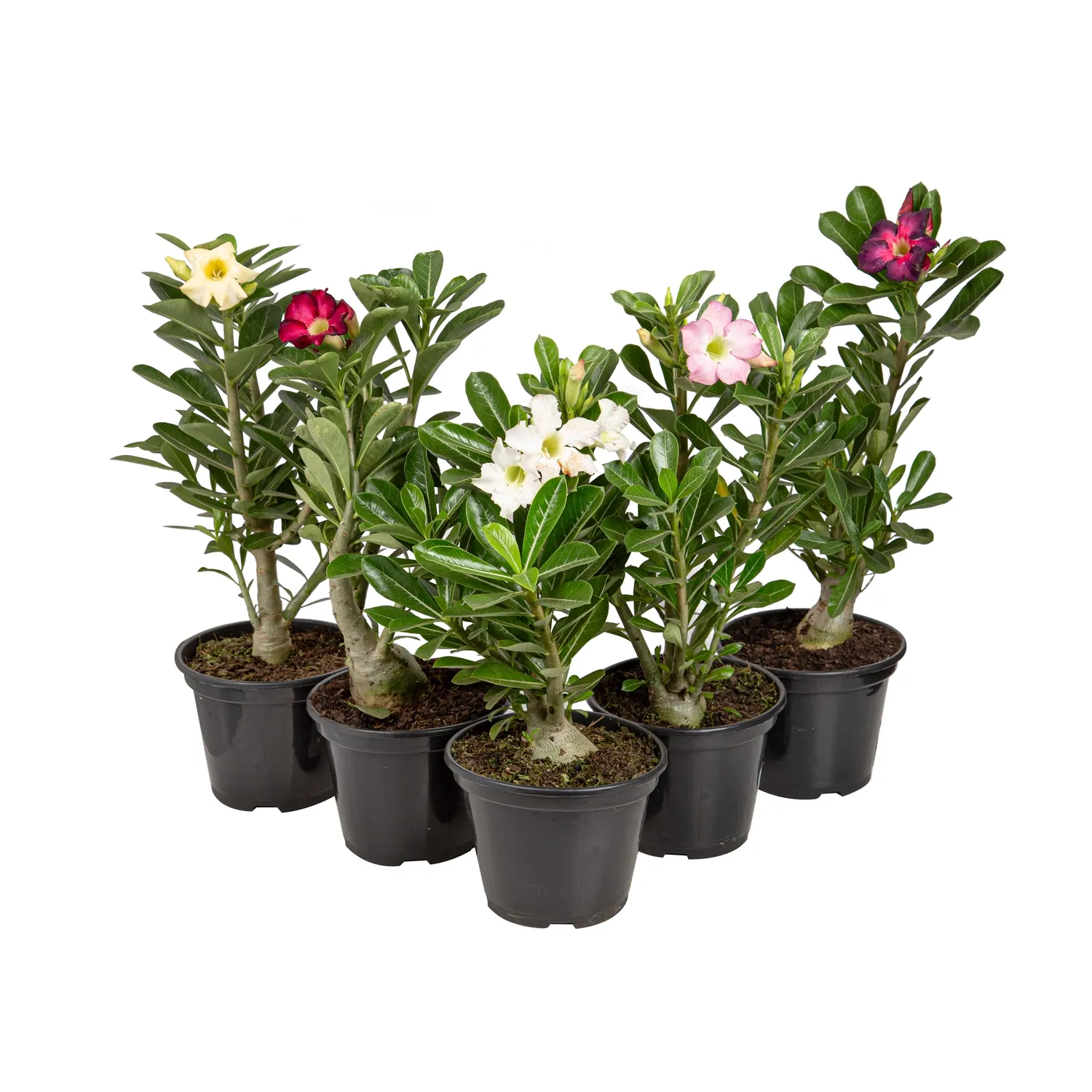 Rosa-do-Deserto-com-Flor-Pote-15.webp