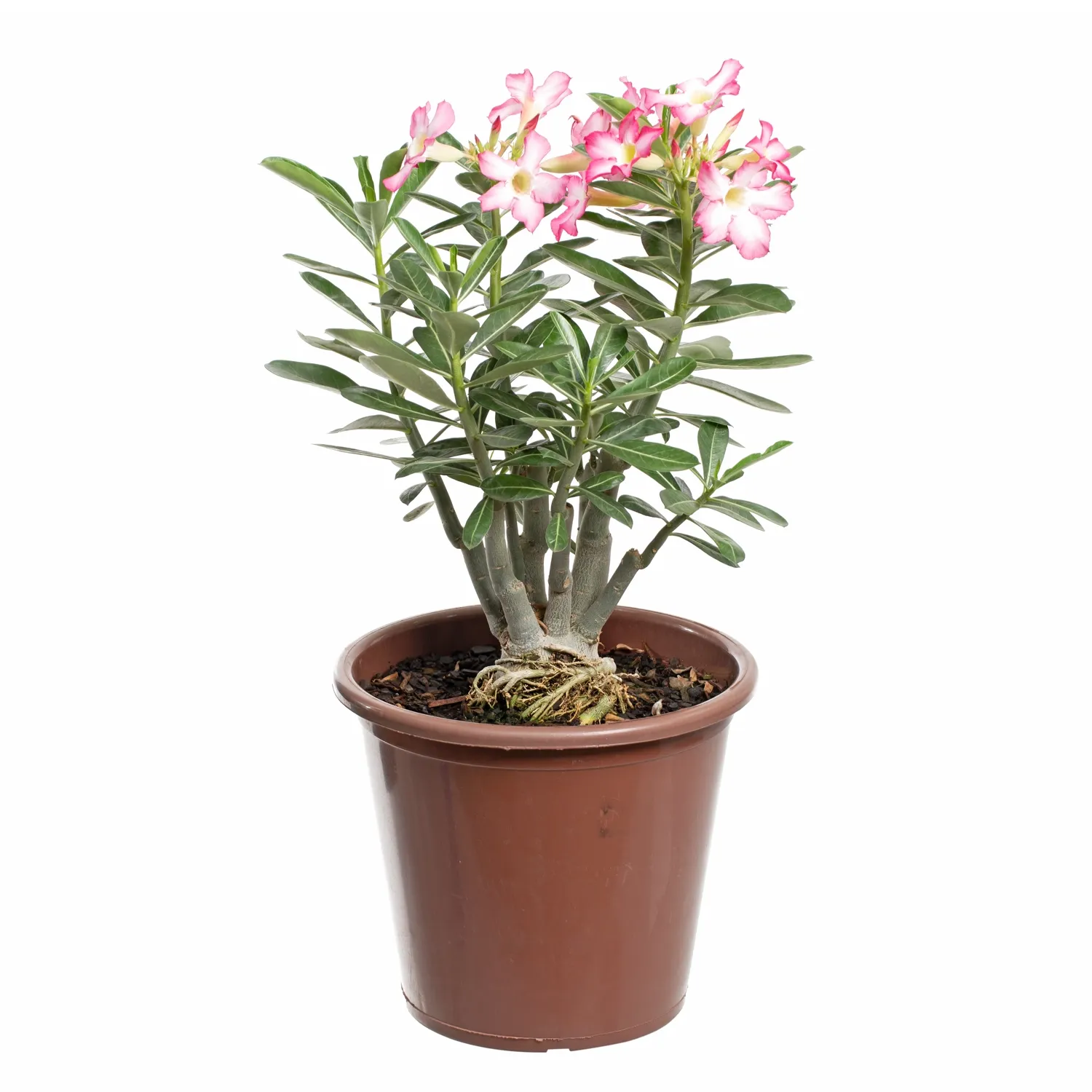 Rosa-do-Deserto-com-Flor-Pote-30.webp