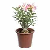 Rosa do Deserto com Flor Pote 30