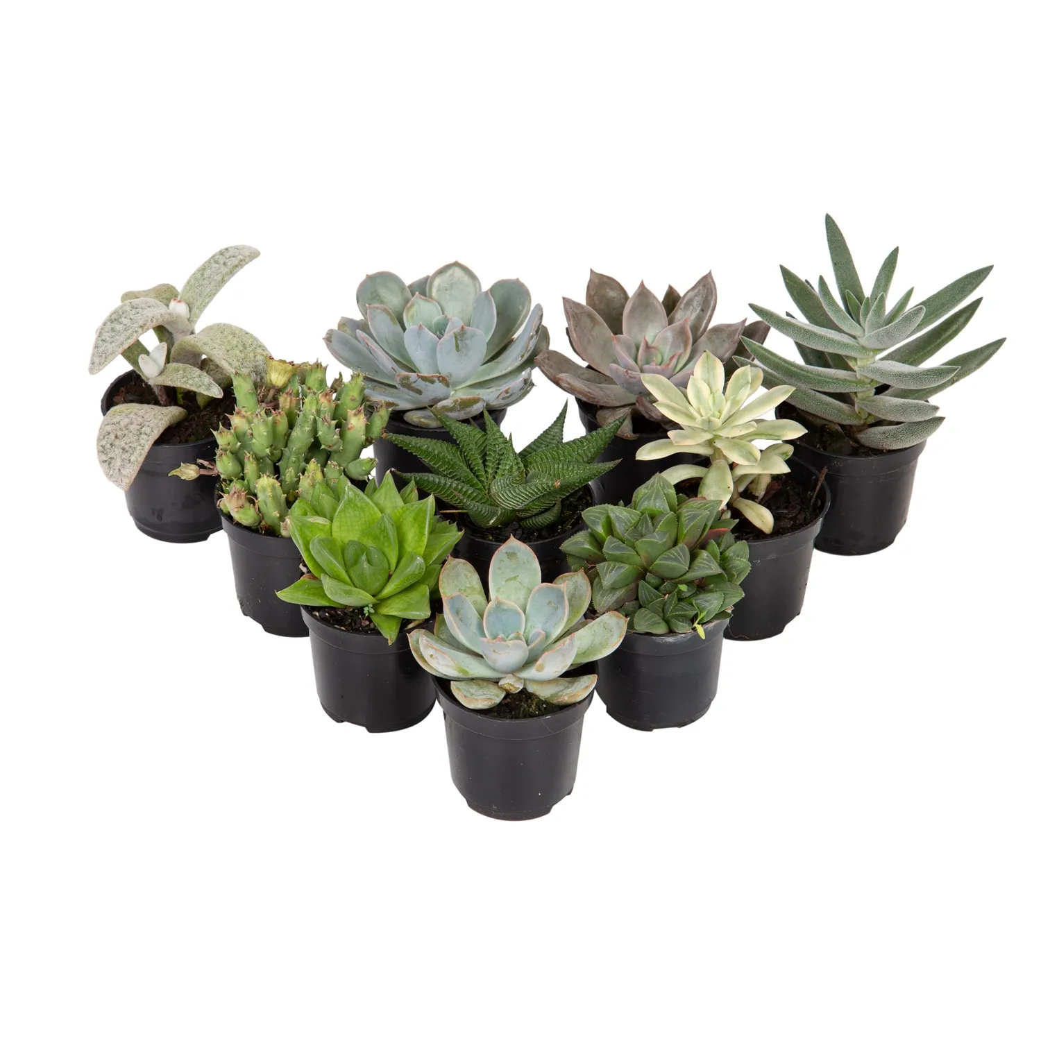 Suculenta-Mini-Variada-Pote-06