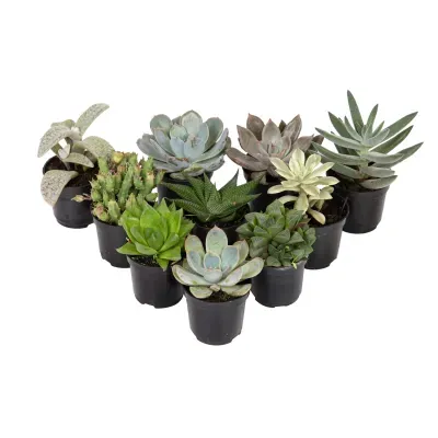 Suculenta Mini Variada Pote 06
