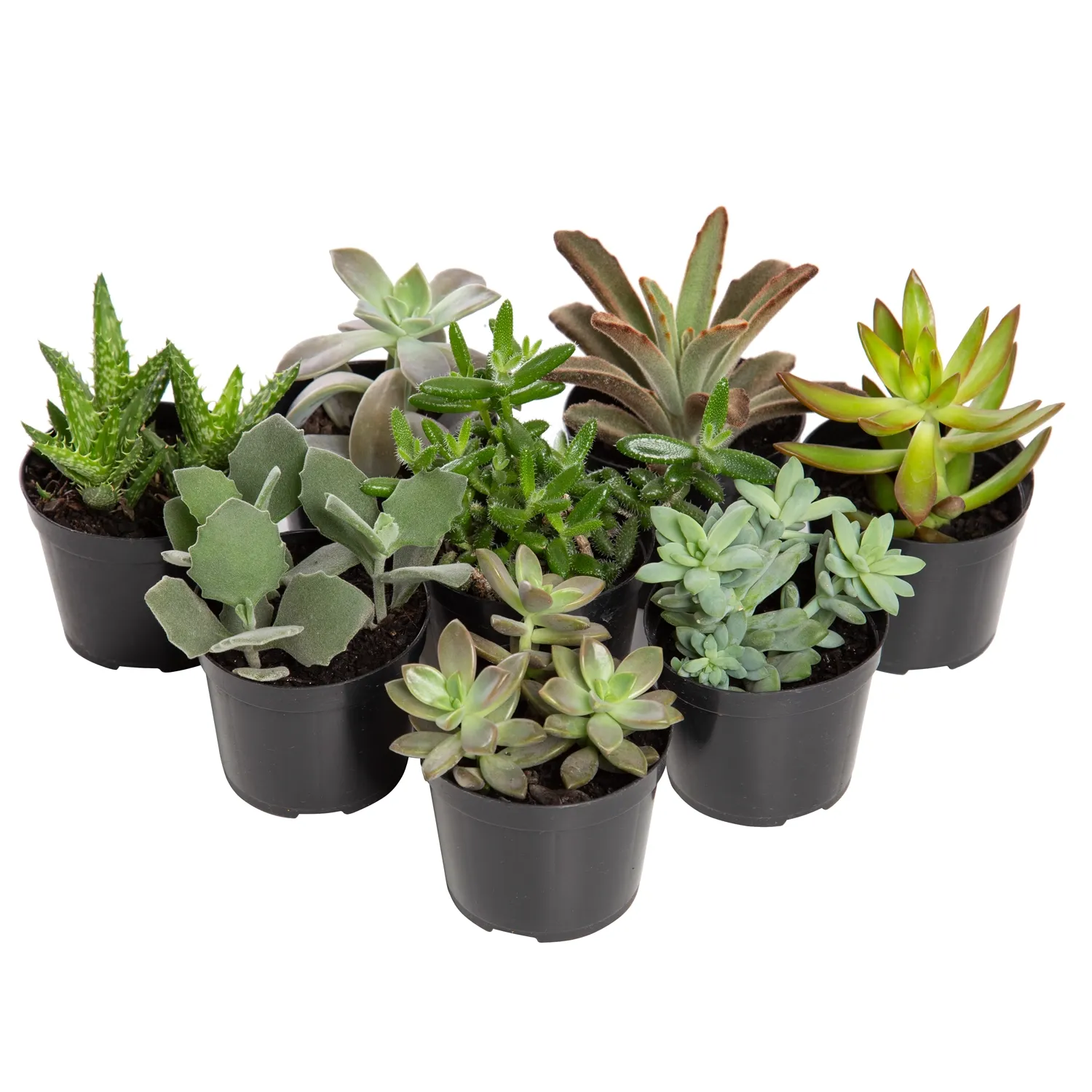 Suculenta-Variada-Natural-Pote-09