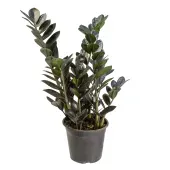 Zamioculca Black Dowon Pote 17