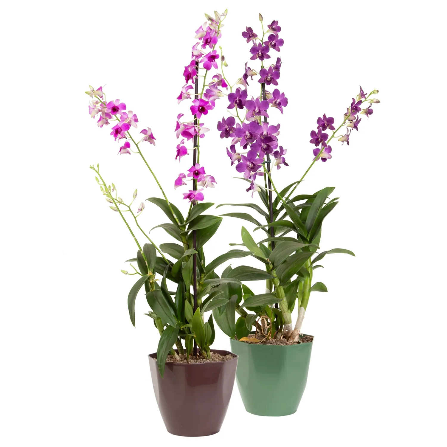 Orquidea-Denphalaen-Flor-Natural-Pote-18