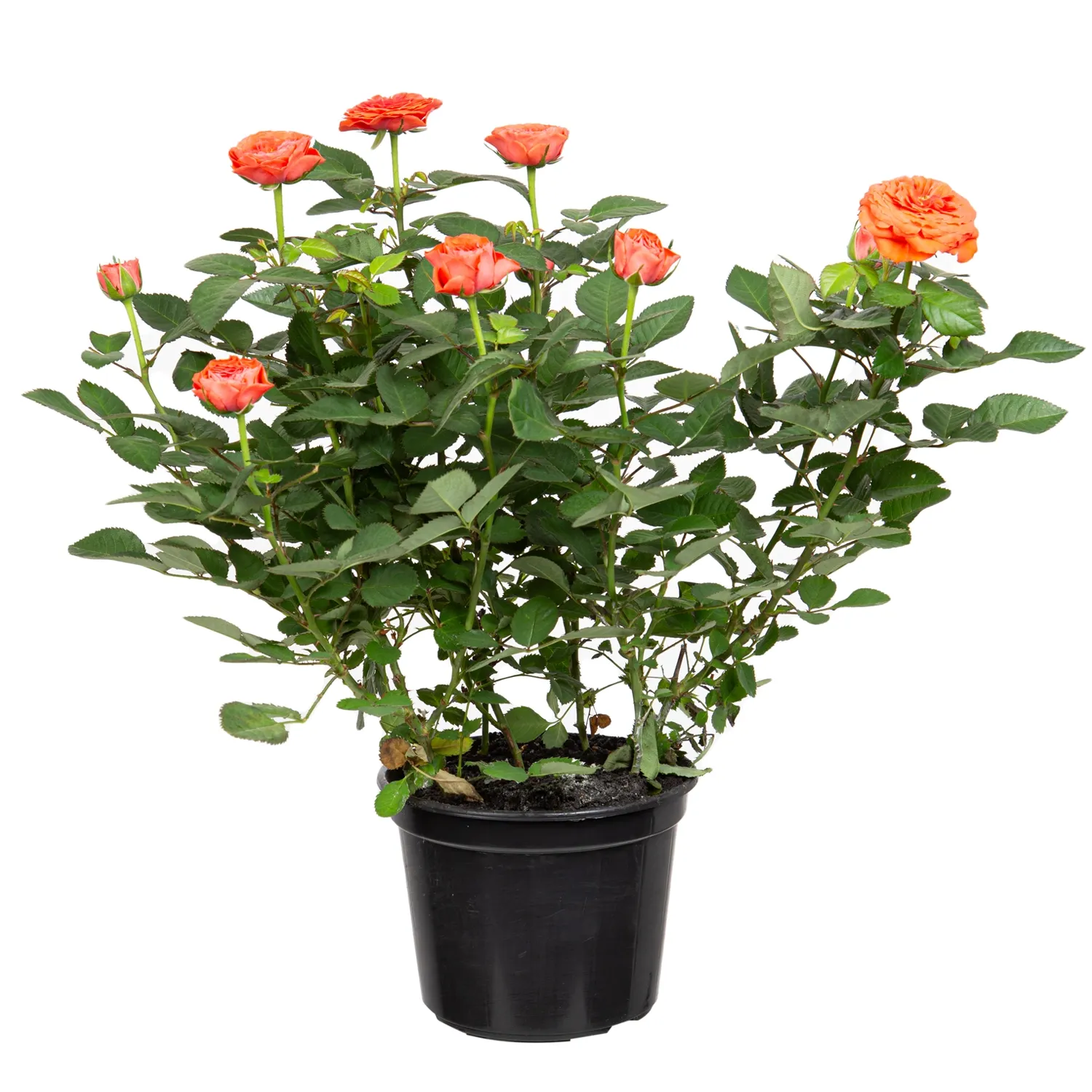 Roseira-Mini-Flor-Natural-Pote-15-Laranja.webp