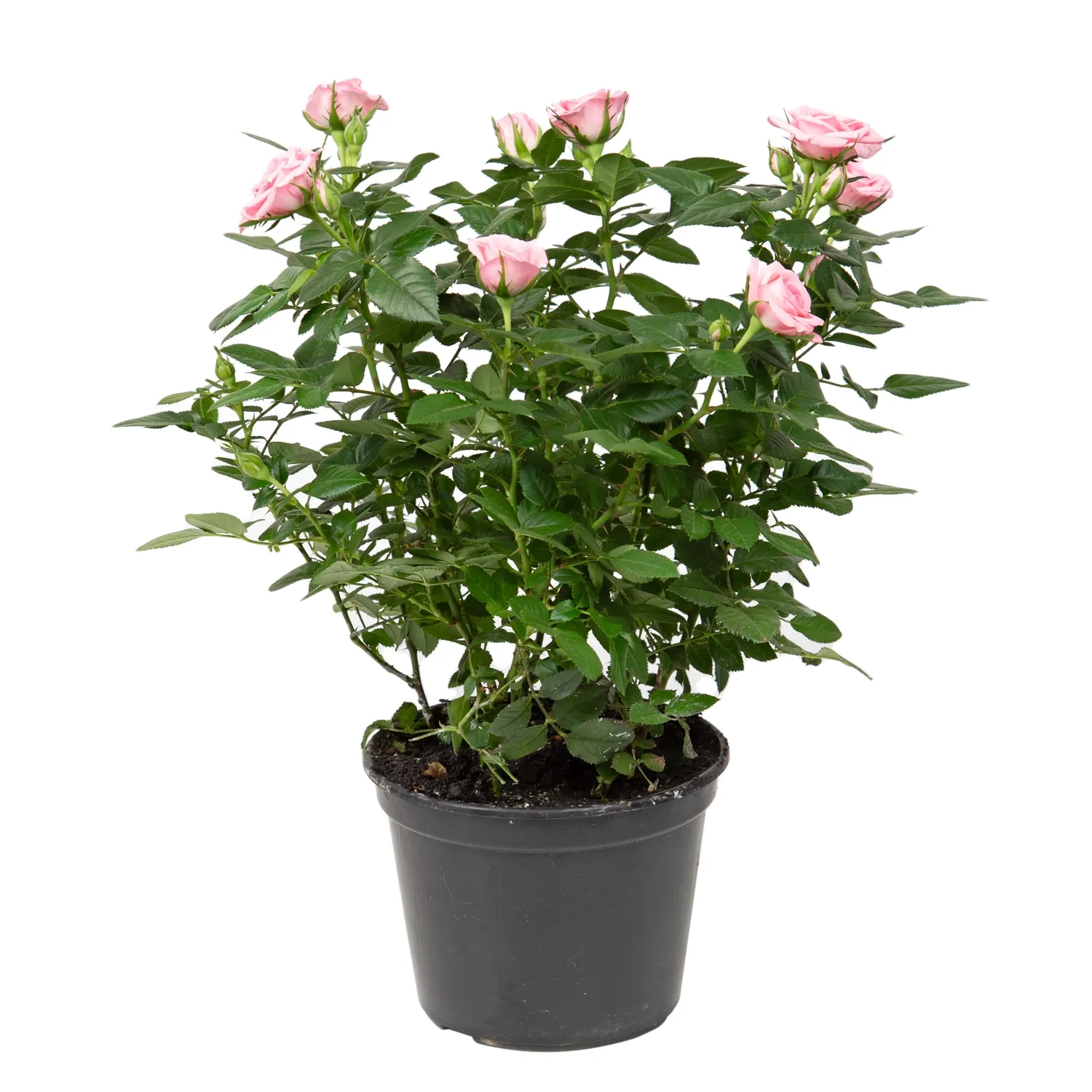 Roseira-Mini-Flor-Natural-Pote-15-Rosa.webp