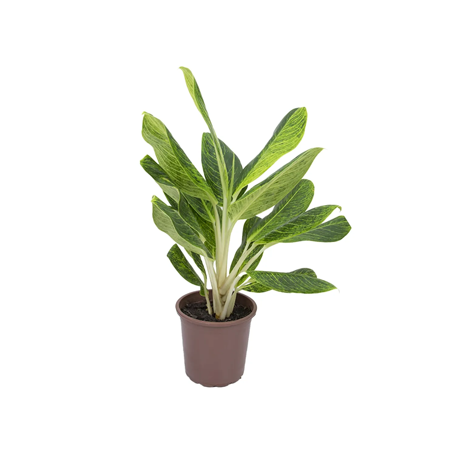 Aglaonema-Queen-Planta-Natural-Pote-23