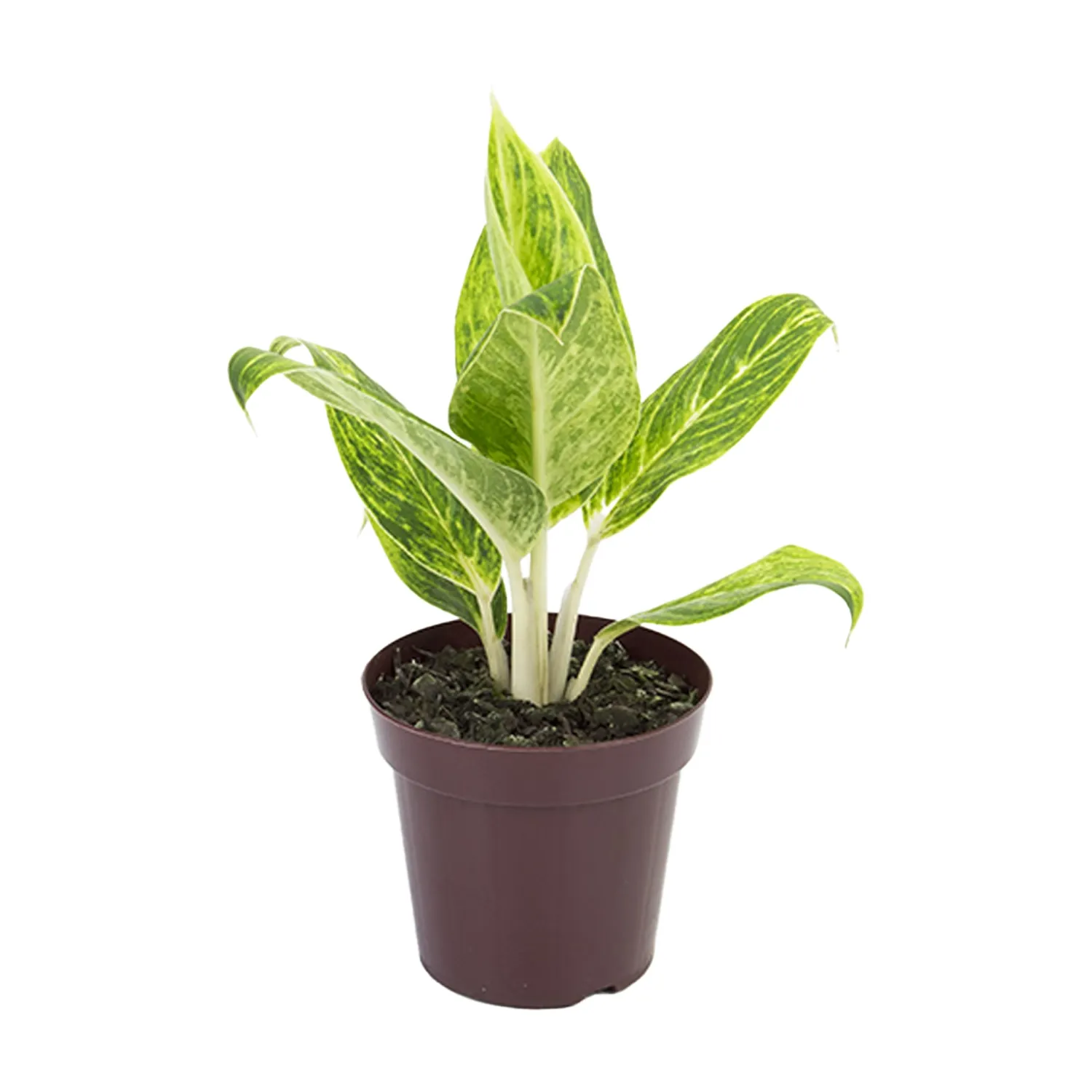 Aglaonema-Queen-Planta-Natural-Pote-12