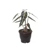 Alocasia Picollini Planta Natural Pote 12