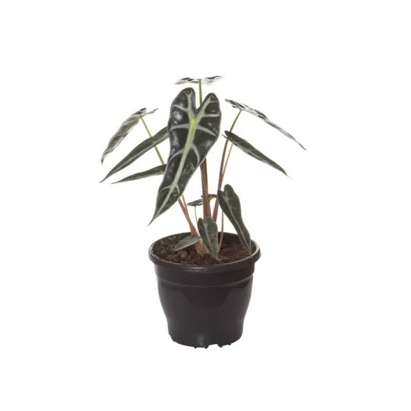 Alocasia Picollini Planta Natural Pote 12 Único