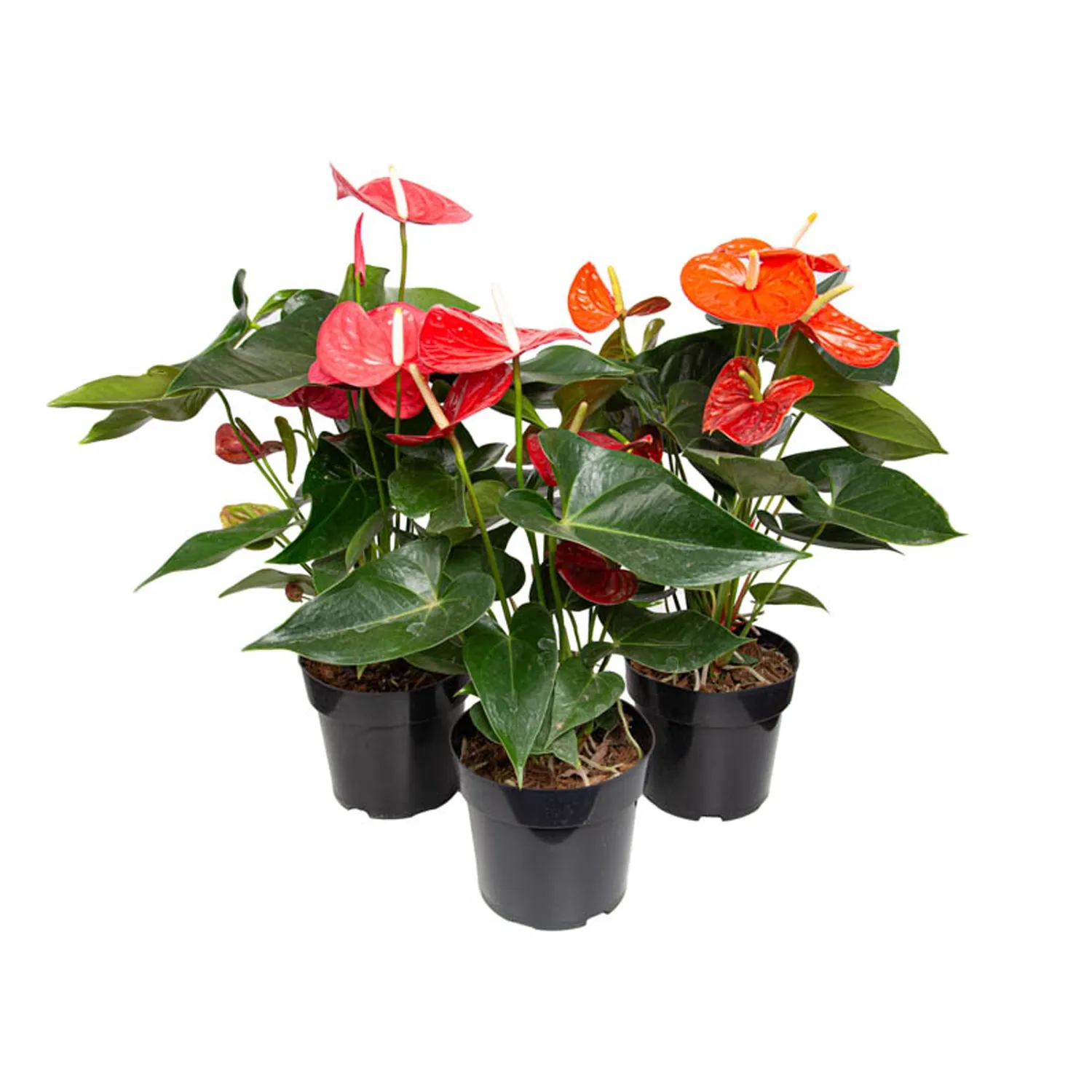 Anthurium-Variado-Planta-Natural-Pote-17