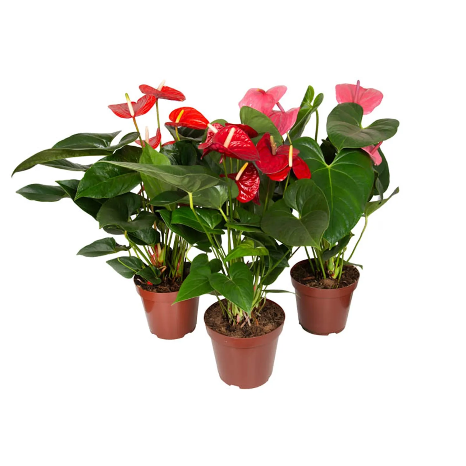 Anthurium-Variado-Planta-Natural-Pote-19