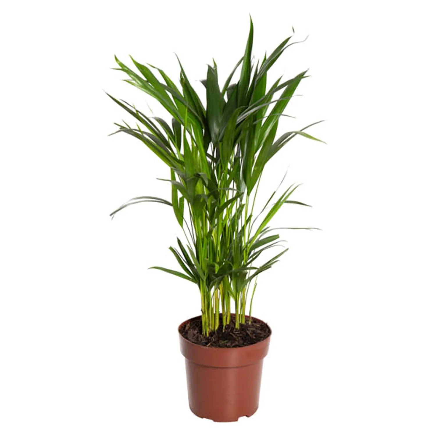 Palmeira-Areca-Bambu-Planta-Natural-Pote-17