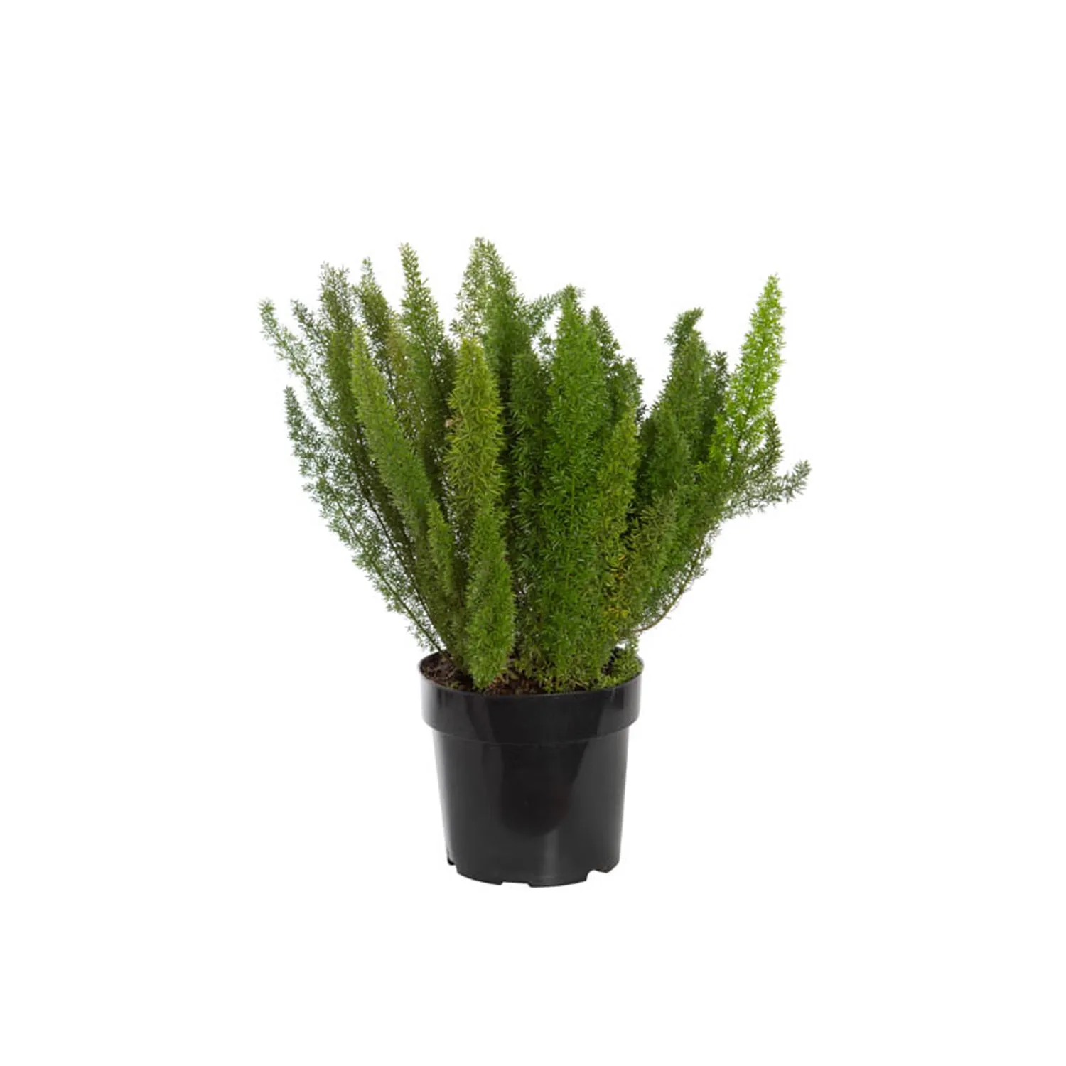Aspargo-Real-Planta-Natural-Pote-17