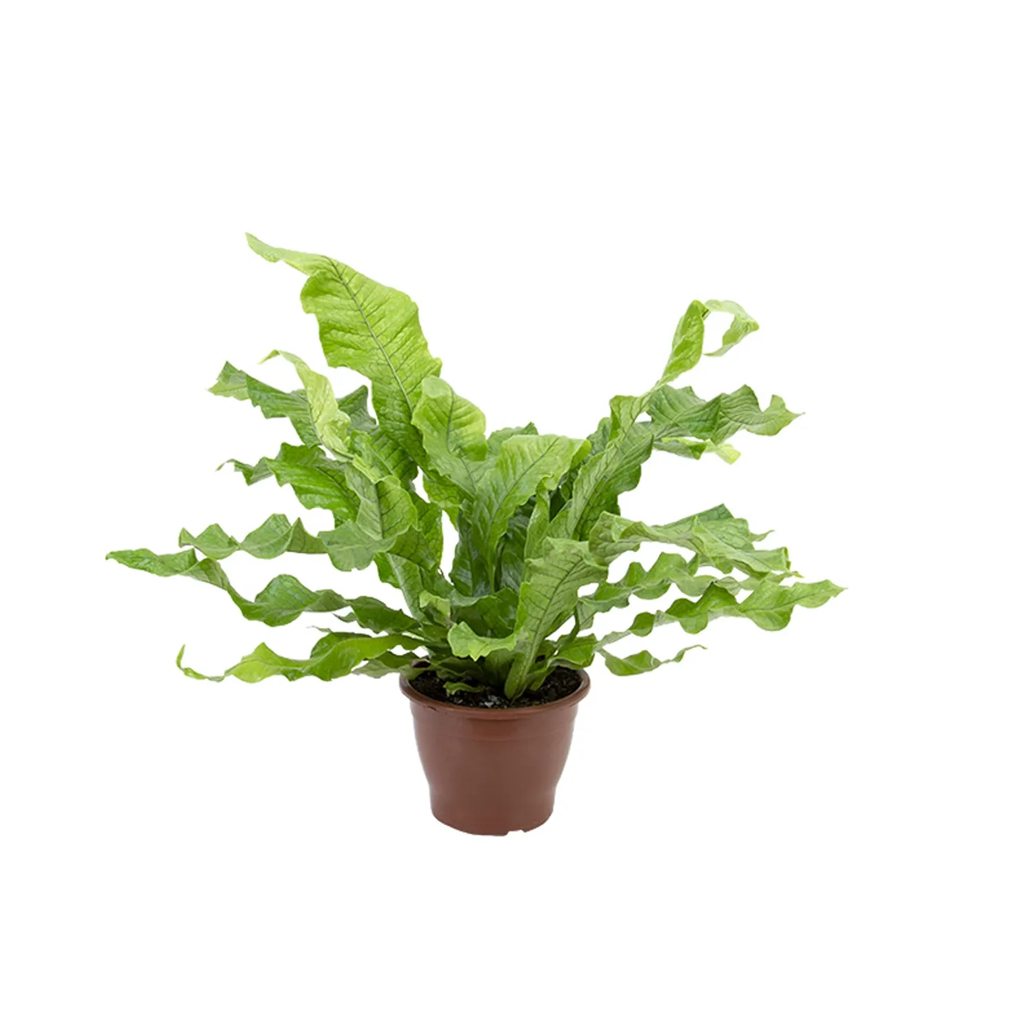 Asplenium-Crocodilo-Planta-Natural-Pote-19