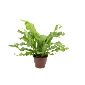 Asplenium Crocodilo Planta Natural Pote 19