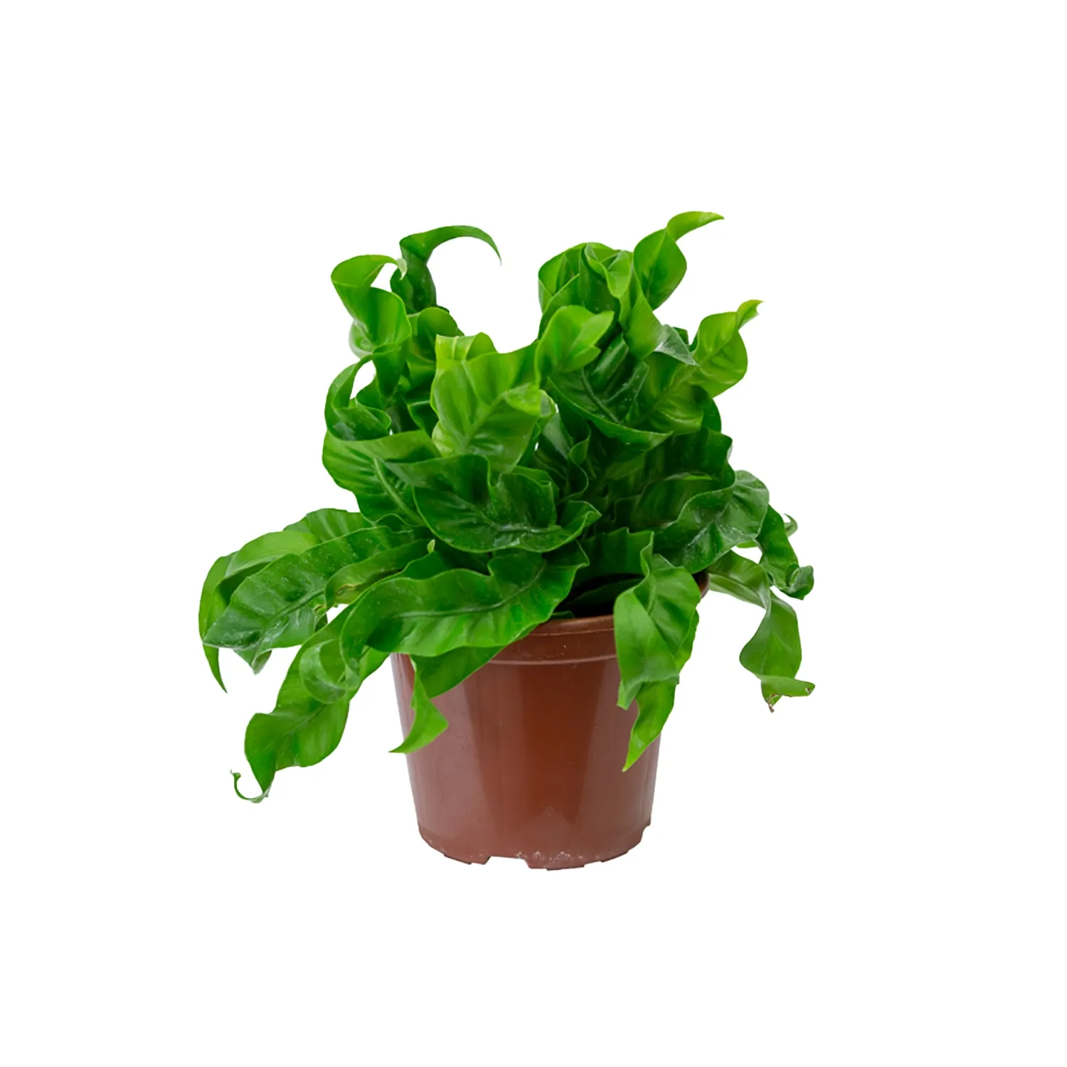Asplenium-Hurricane-Planta-Natural-Pote-15