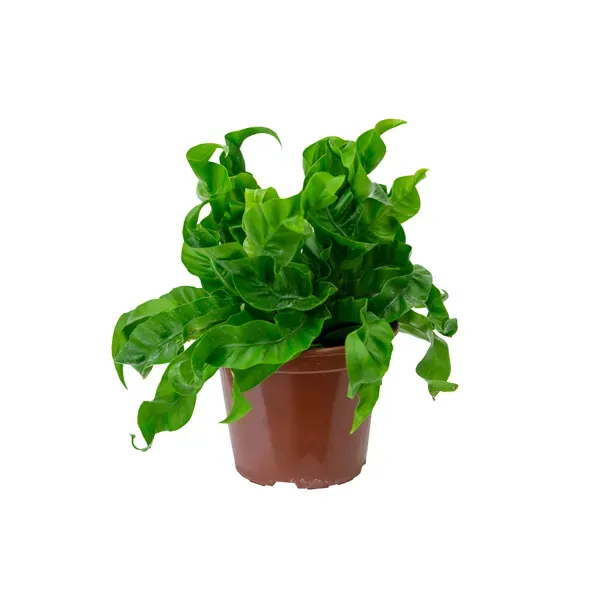 Asplenium Hurricane Planta Natural Pote 15 Único