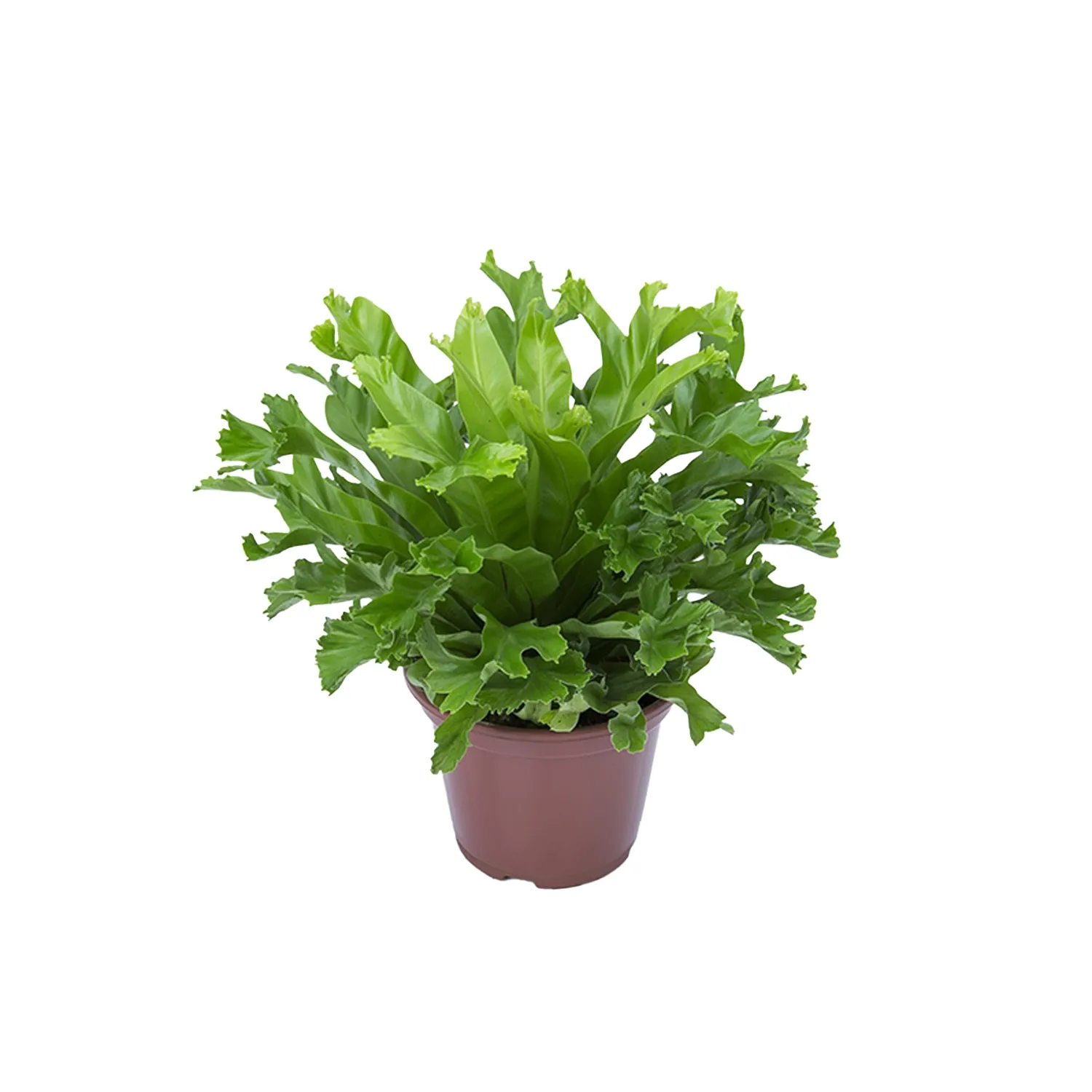 Asplenium-Leslie-Planta-Natural-Pote-15