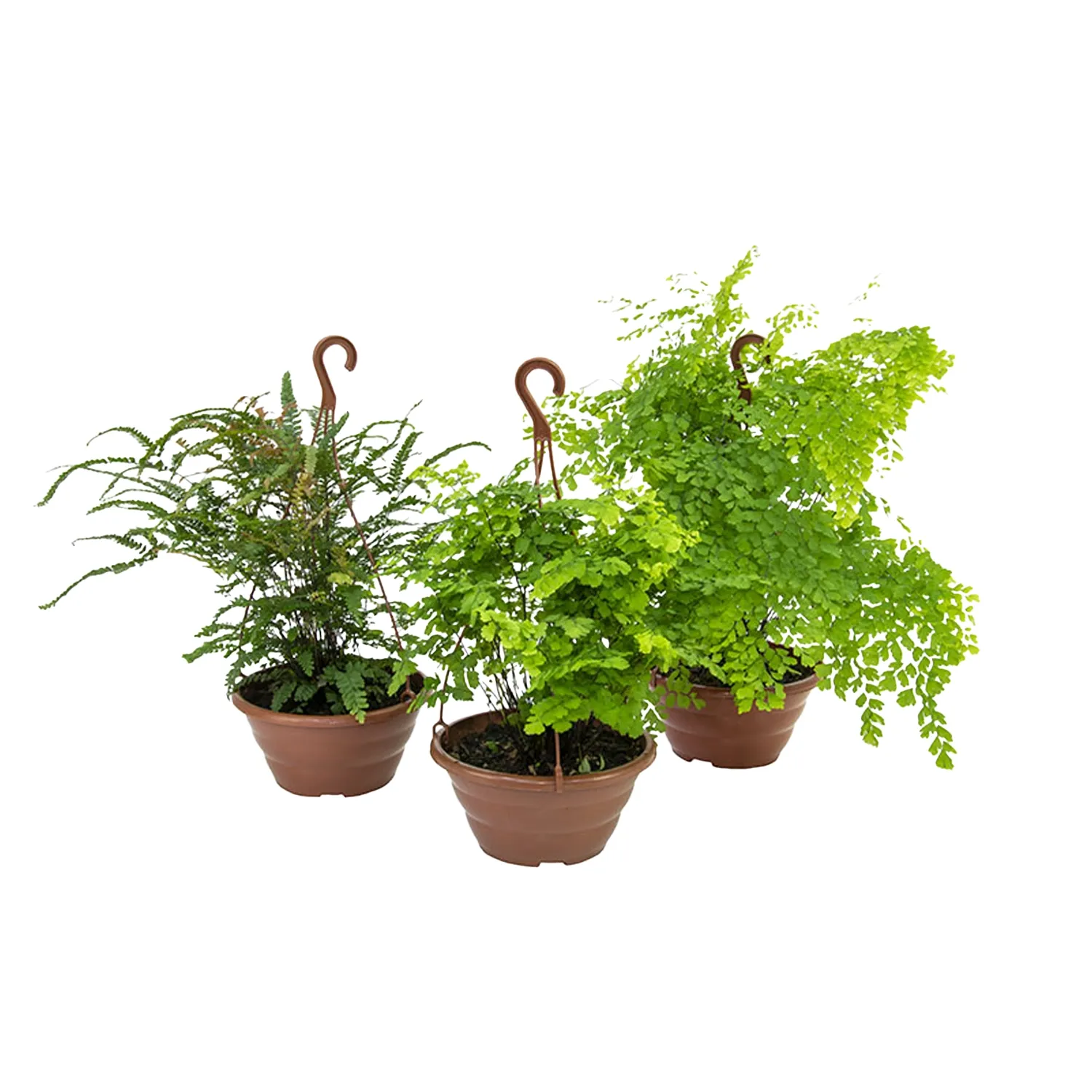 Avenca-Variada-Planta-Natural-Cuia-21
