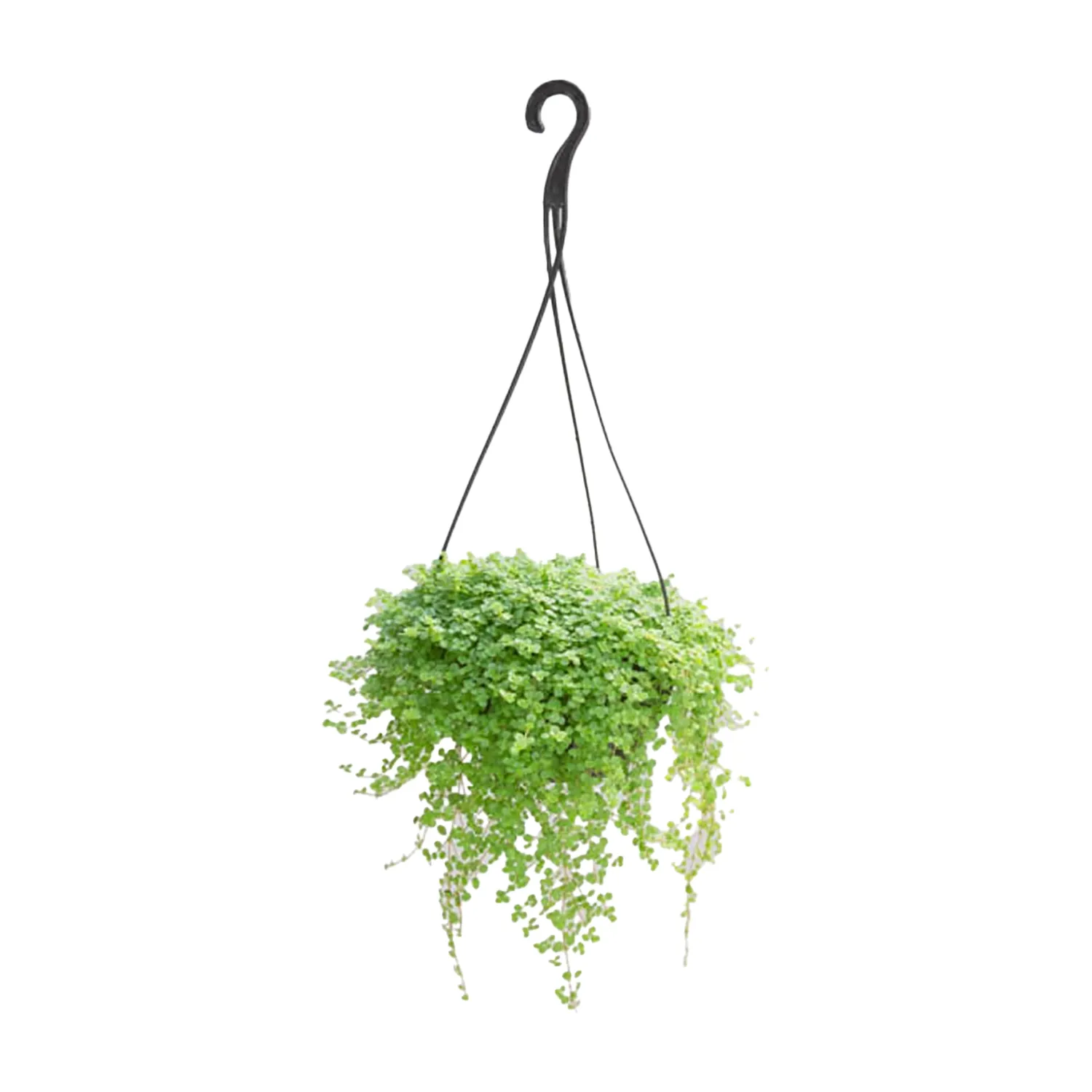 Barba-De-Moises-Planta-Natural-Cuia-21