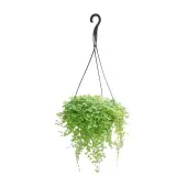 Barba De Moises Planta Natural Cuia 21