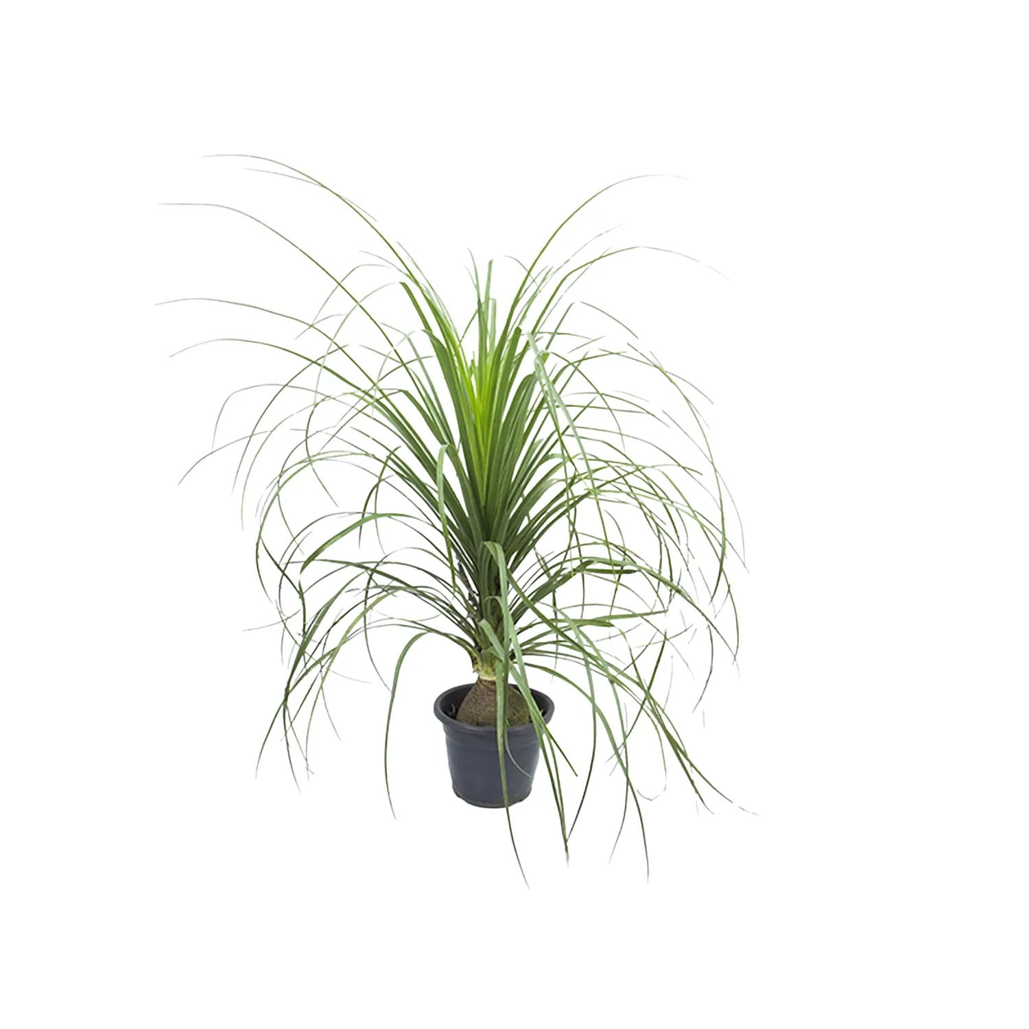 Beaucarnea-Planta-Natural-Pote-24