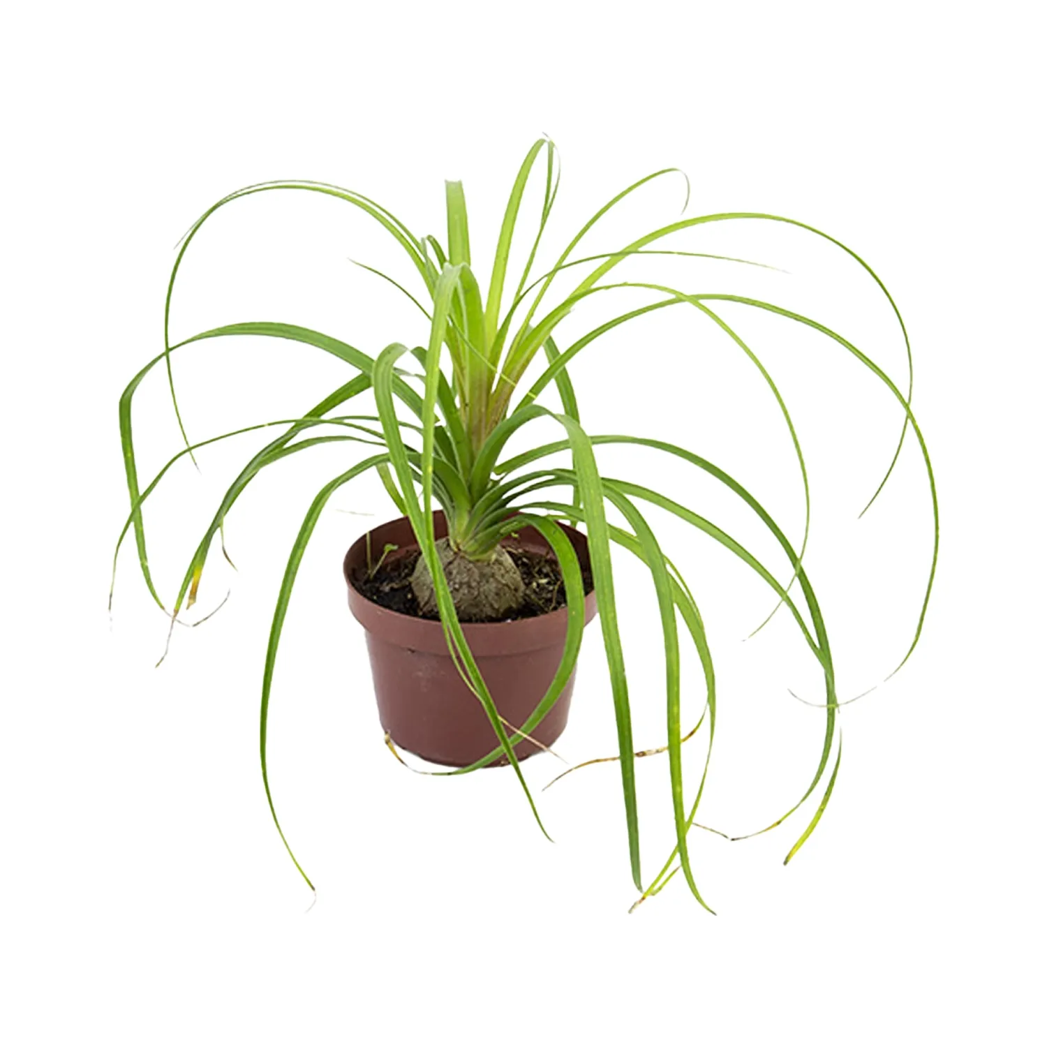 Beaucarnea-Planta-Natural-Pote-11
