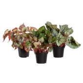 Begônia Beleaf Planta Natural Pote 15