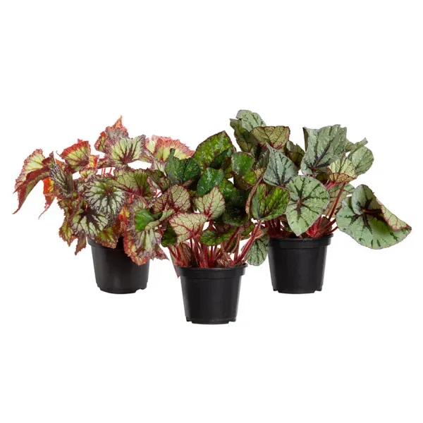 Begônia Beleaf Planta Natural Pote 15 Único