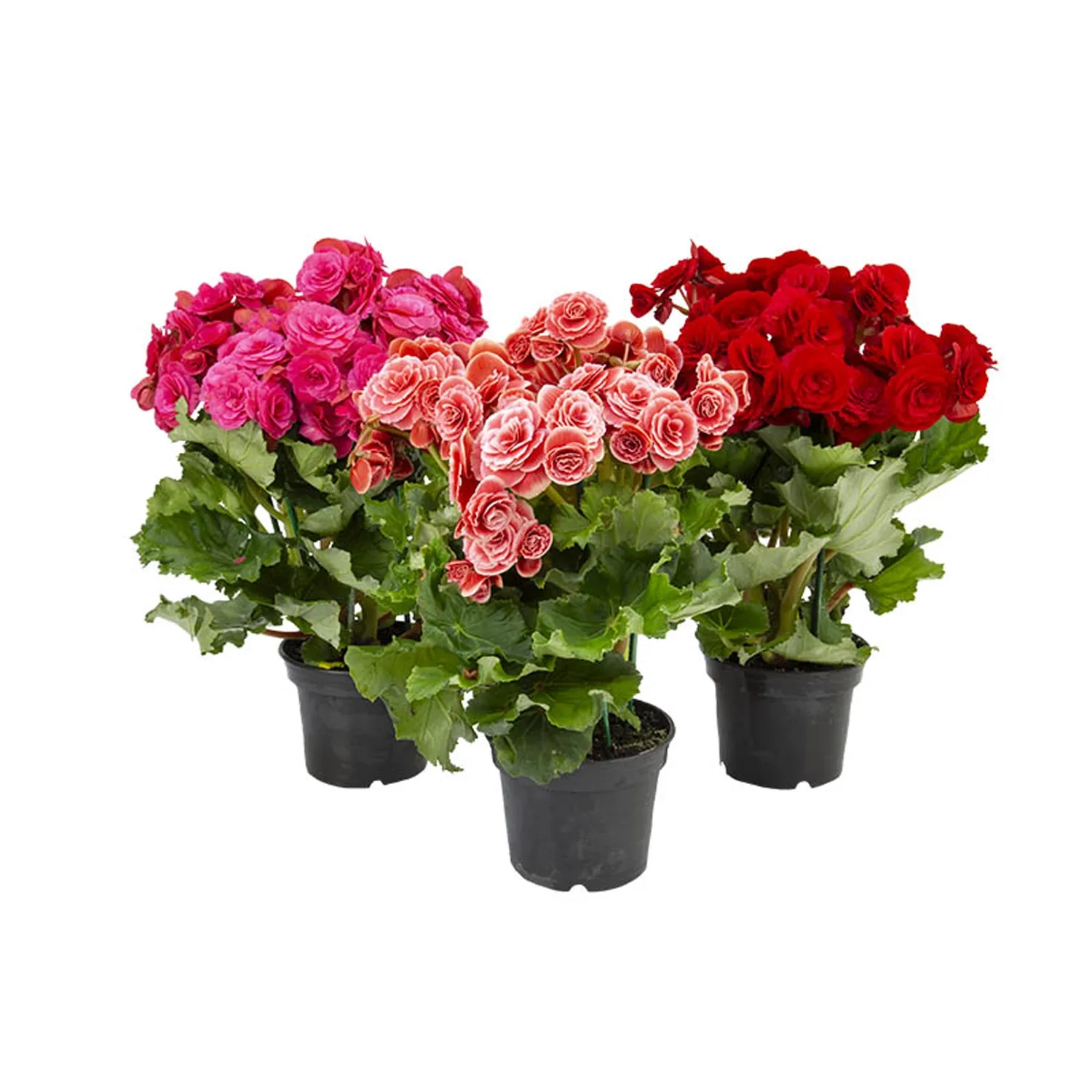Begonia-Planta-Natural-Pote-15