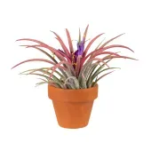 Bromélia Tillandsia Lonantha Vb Pote 05