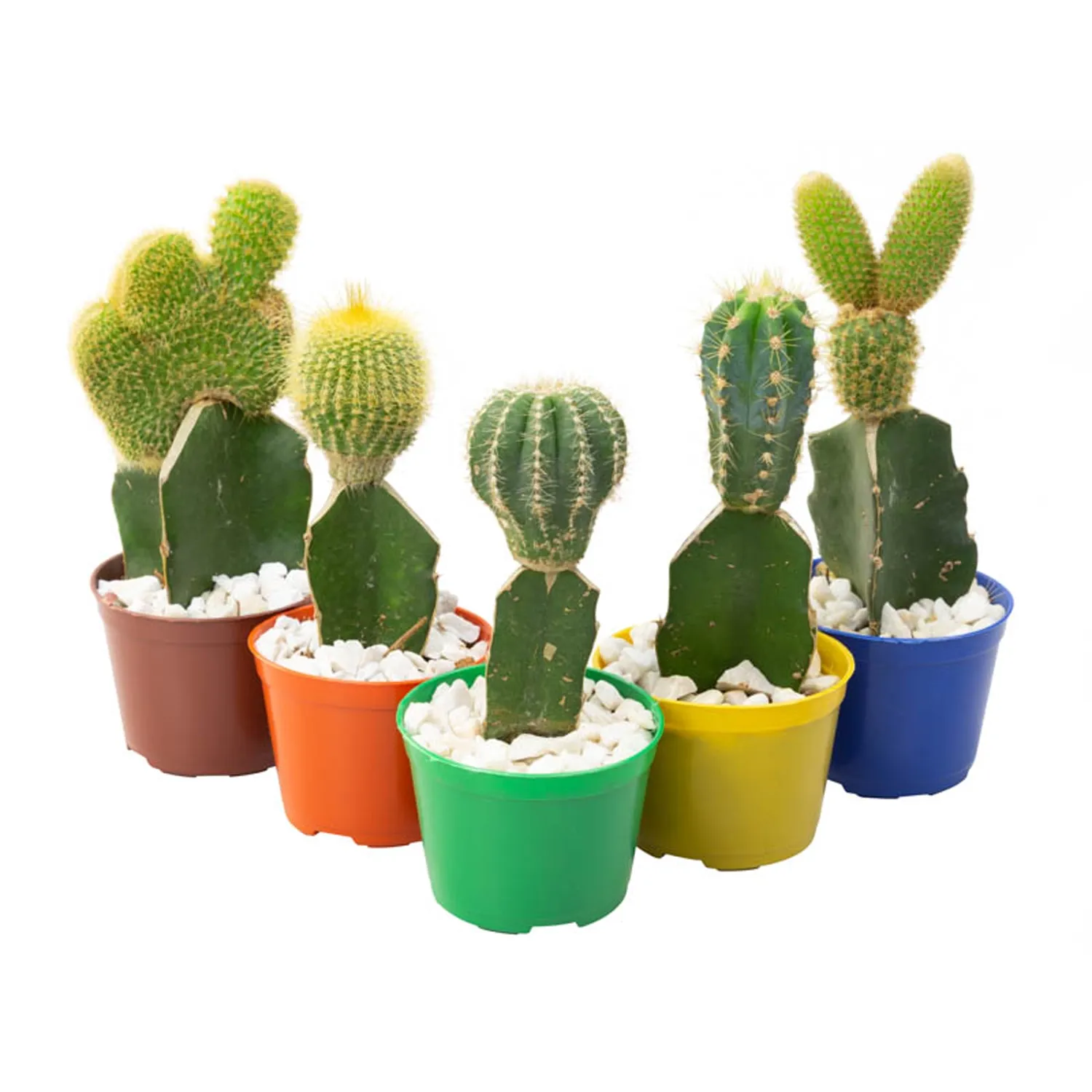 Cacto-Enxertado-Planta-Natural-Pote-07