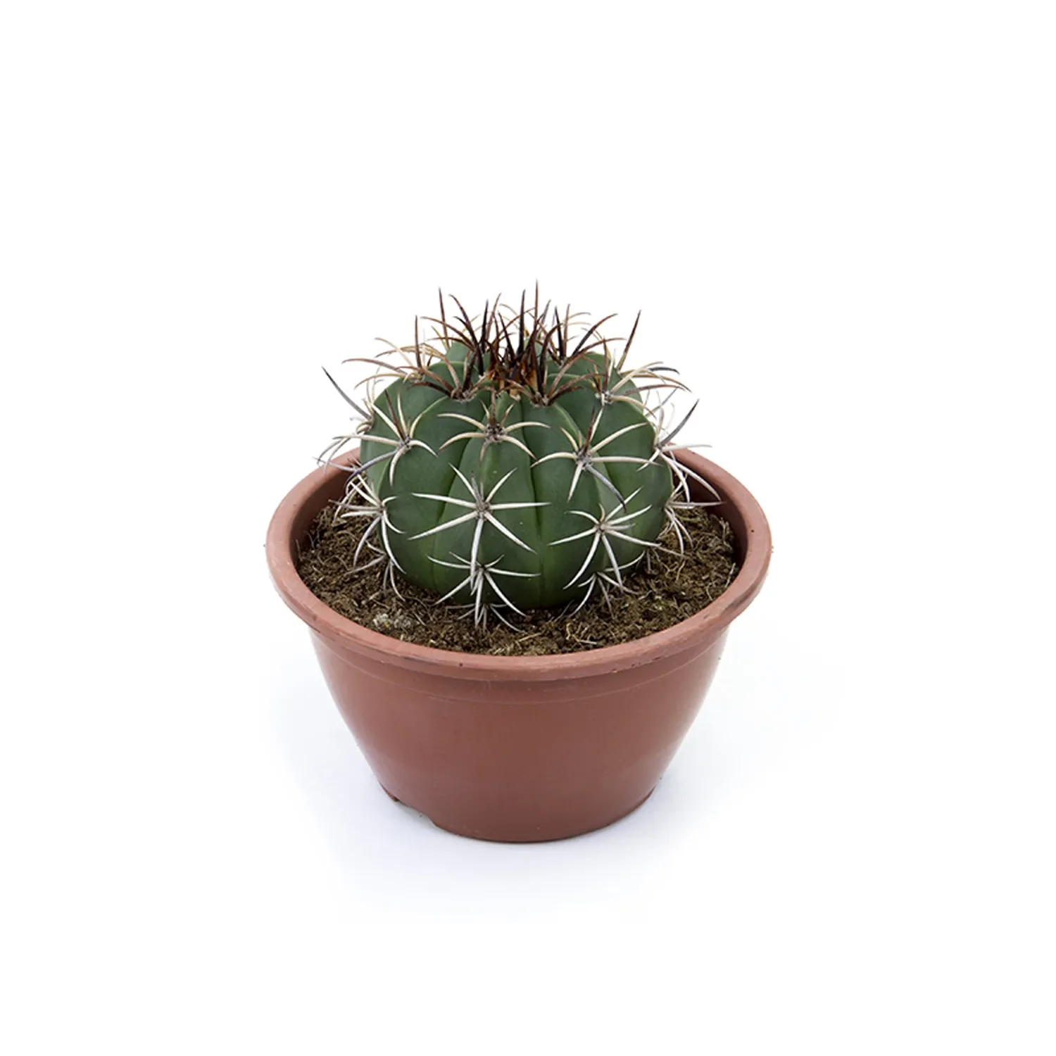 Cacto-Coroa-De-Frade-Planta-Natural-Cuia-13