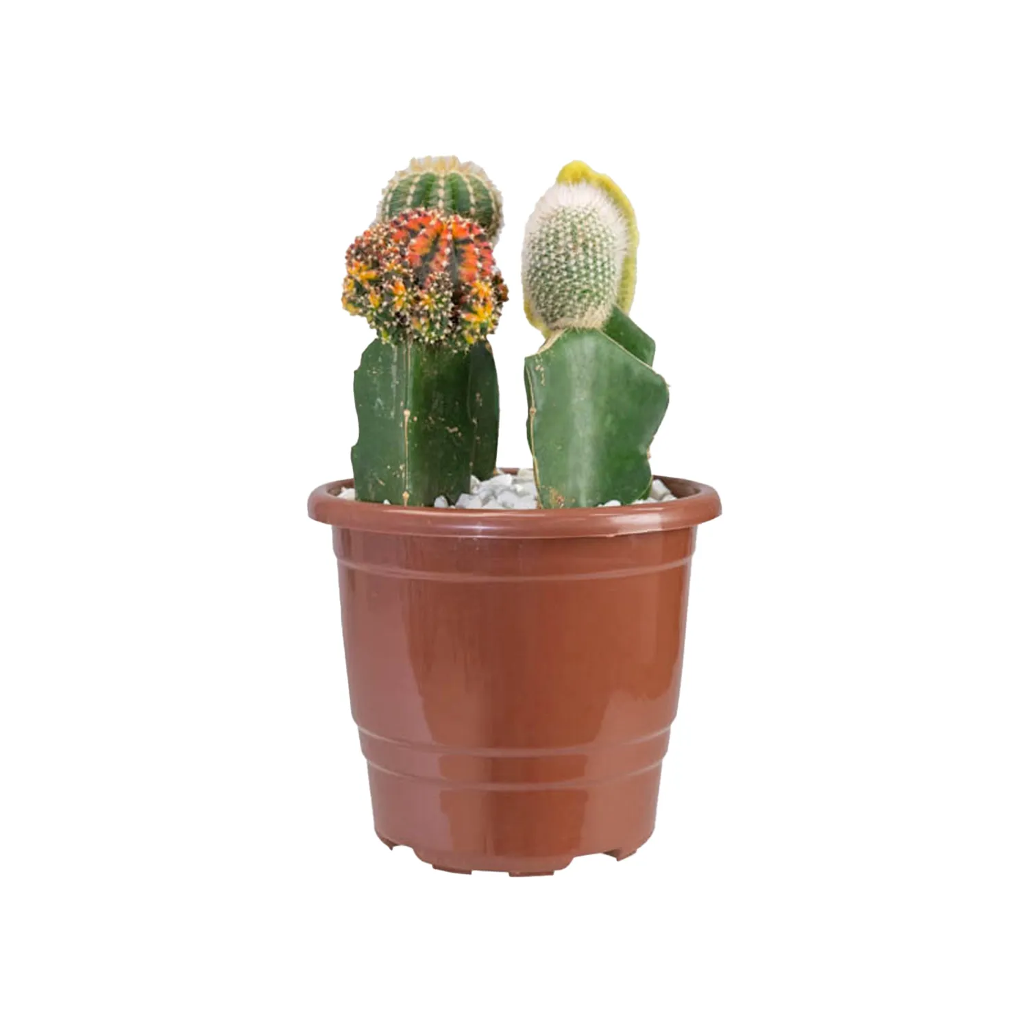 Cacto-Enxertado-Planta-Natural-Pote-17