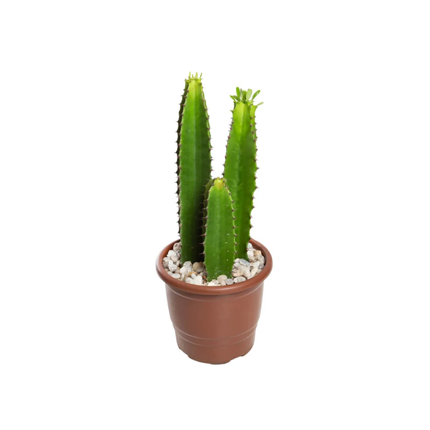 Cacto-Euphorbia-Mandacaru-Pote-17
