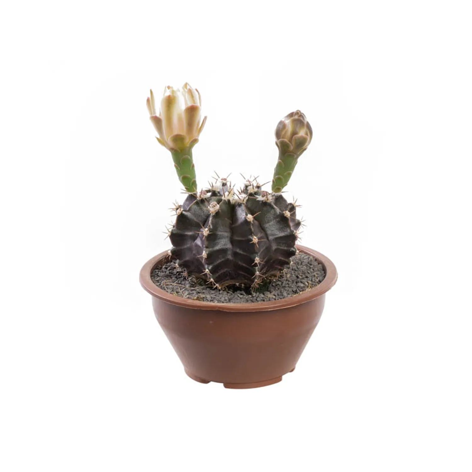 Cacto-Gymnocalycium-Planta-Natural-Cuia-08