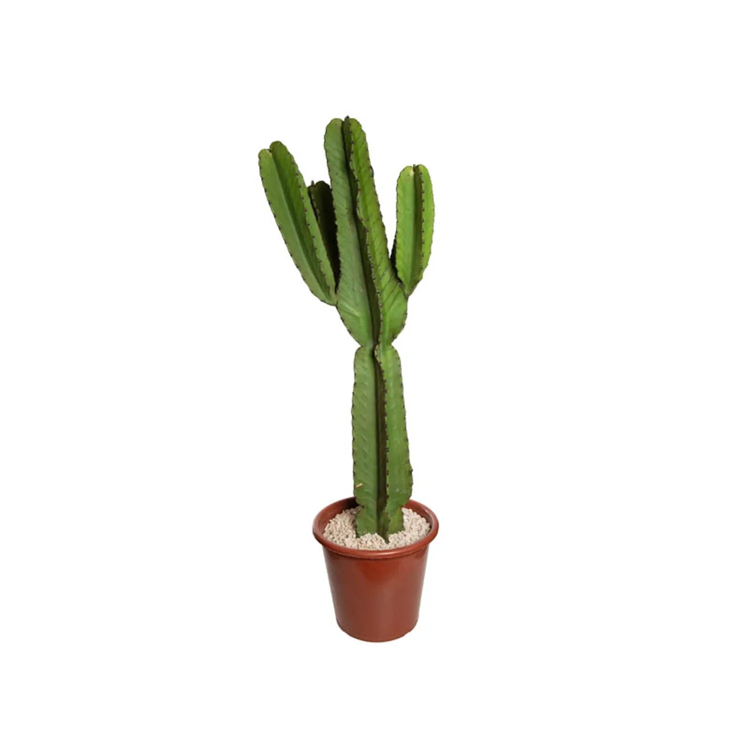 Cacto-Euphorbia-Mandacaru-Pote-30