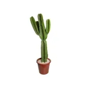 Cacto Euphorbia Mandacaru Pote 30